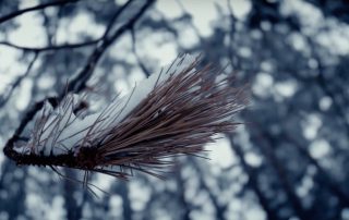 Video aus dem Siebentischwald Augsburg im Winter vom Videograf Marcus Lange Videoproduktion Augsburg