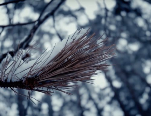 Video vom augsburger Siebentischwald im Winter